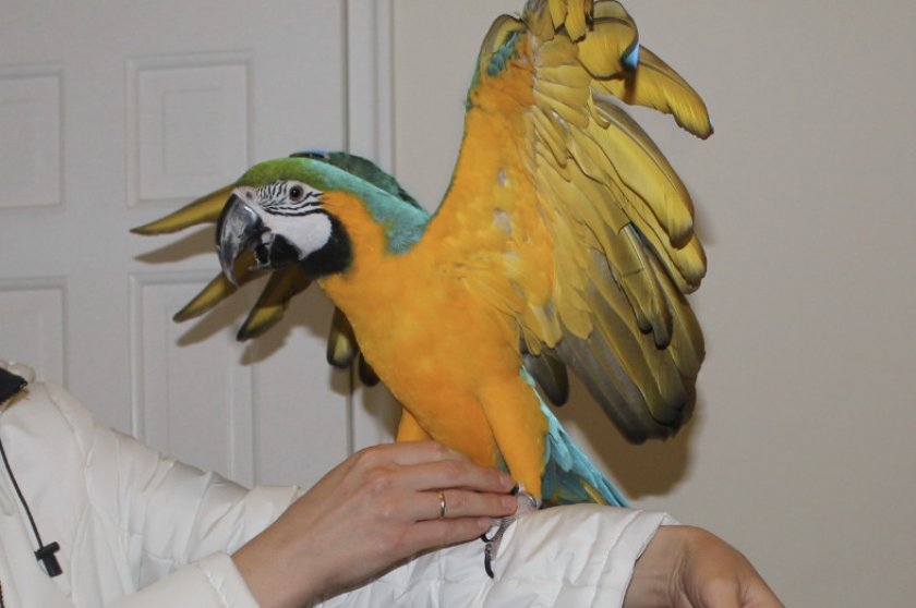 Попугай ара Попугай ара