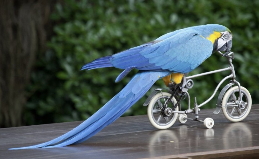 Попугай ара Попугай ара