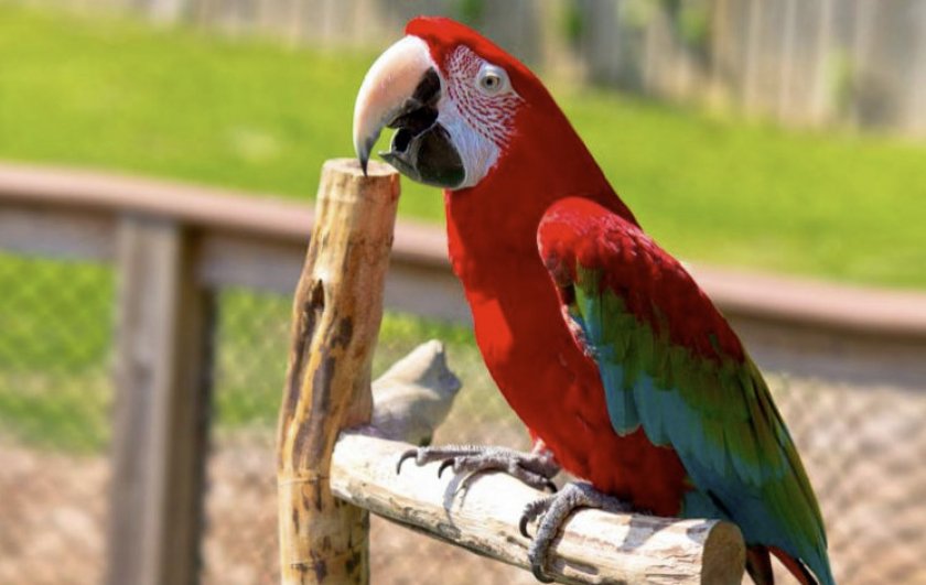 Попугай ара Попугай ара