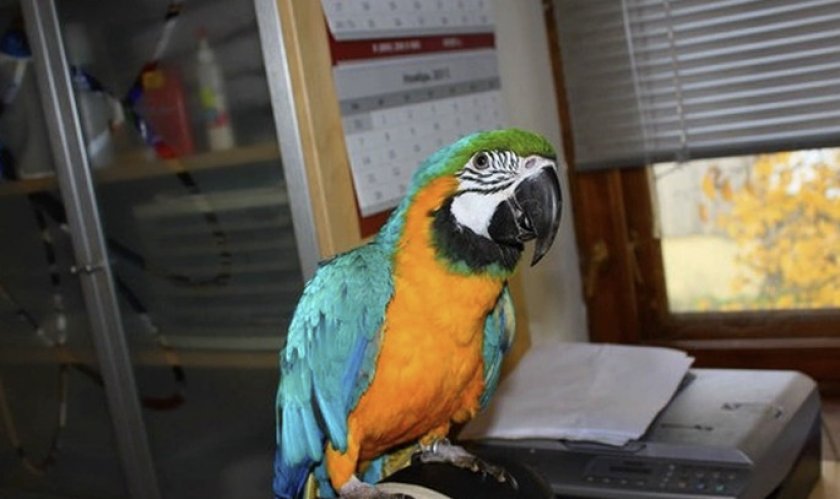 Попугай ара Попугай ара