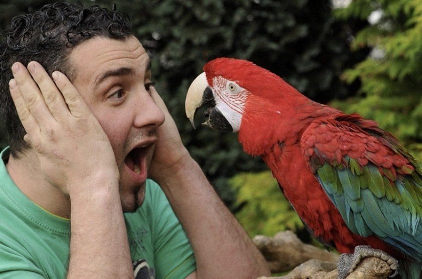 Обучение попугая Обучение попугая