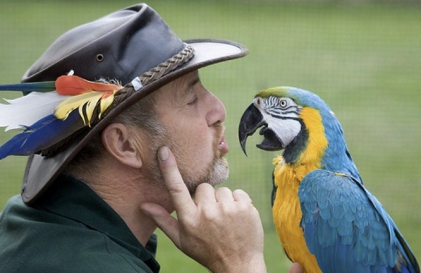 Обучение хозяином попугая Обучение хозяином попугая