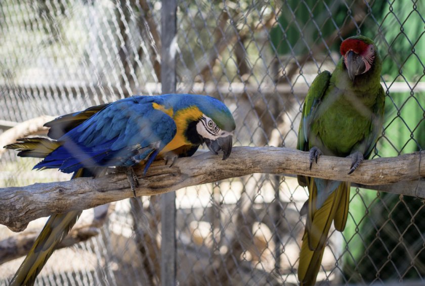 Попугаи ара Попугаи ара