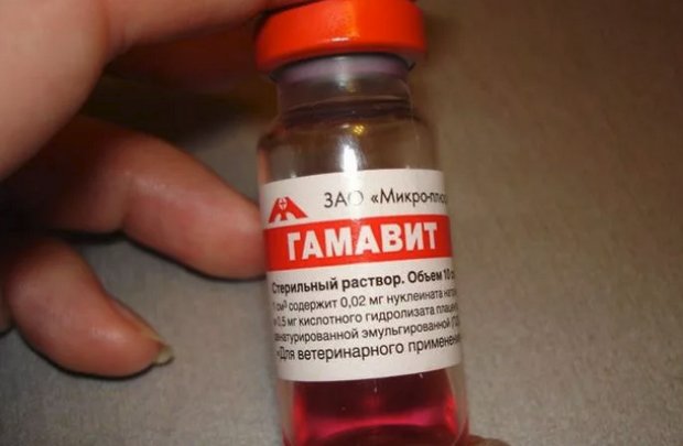 «Гамавит» «Гамавит»