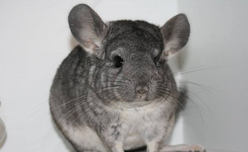 Шиншилла Шиншилла