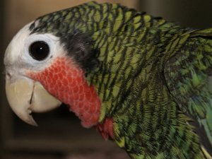 Кубинский амазон