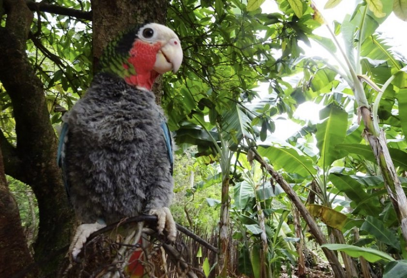 Кубинский белоголовый
