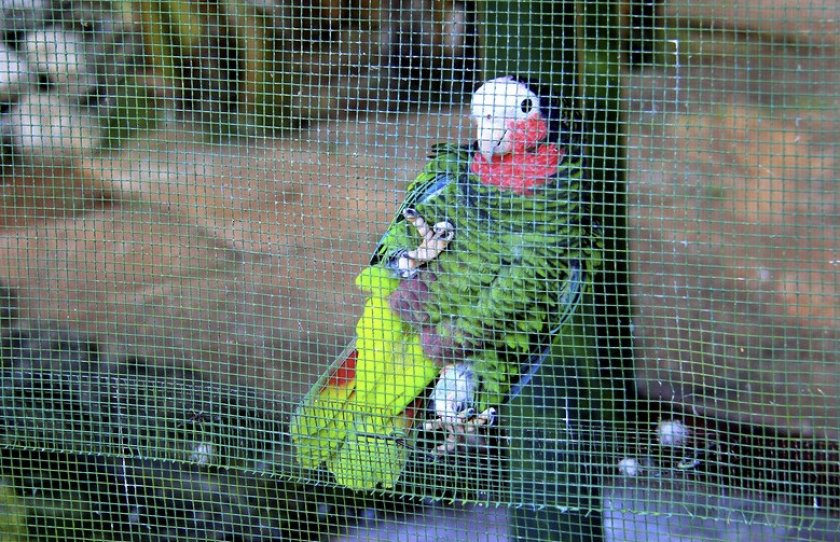 Попугай кубинский амазон в вольере