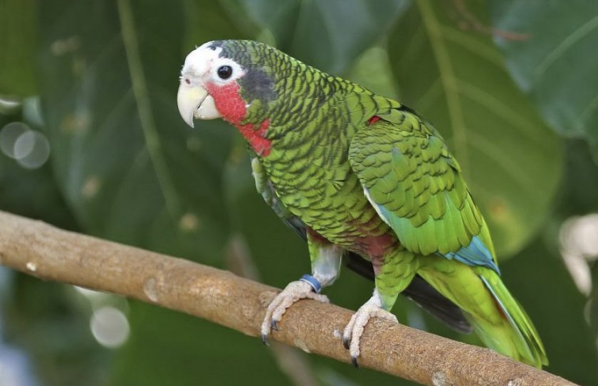 Кубинский белоголовый амазон