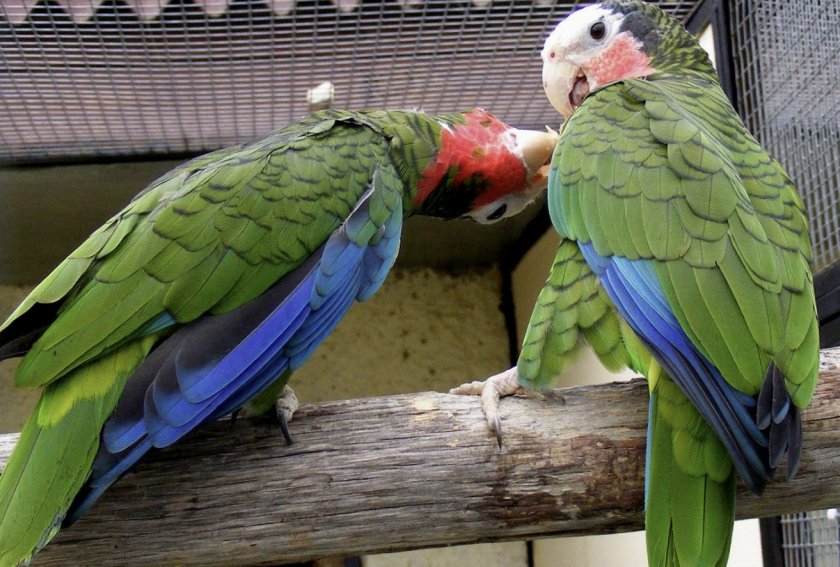 Кубинский амазоны в вольере