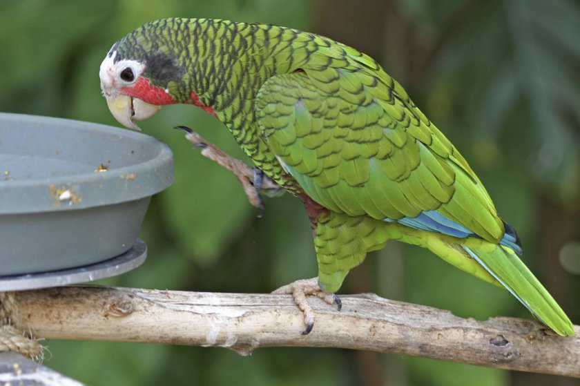 Попугай ест из миски