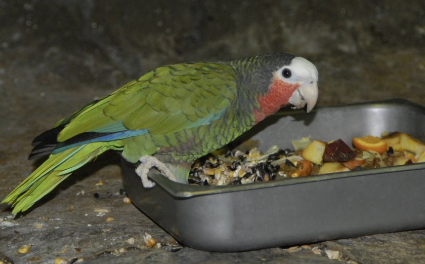 Питание попугая