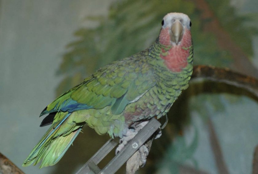 Кубинский белоголовый амазон