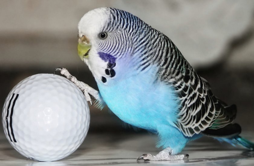 Попугай играется с мячиком