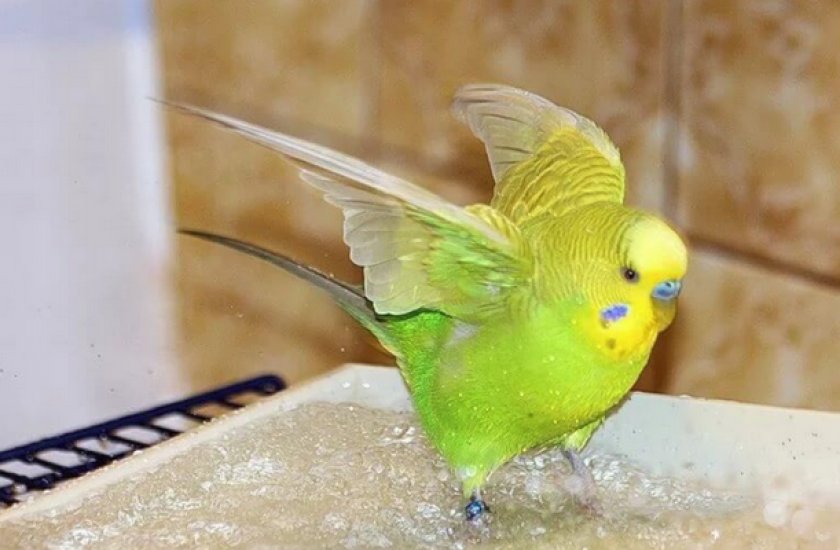 Попугай играет в воде