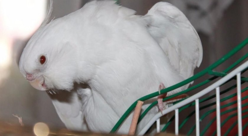 Корелла альбинос