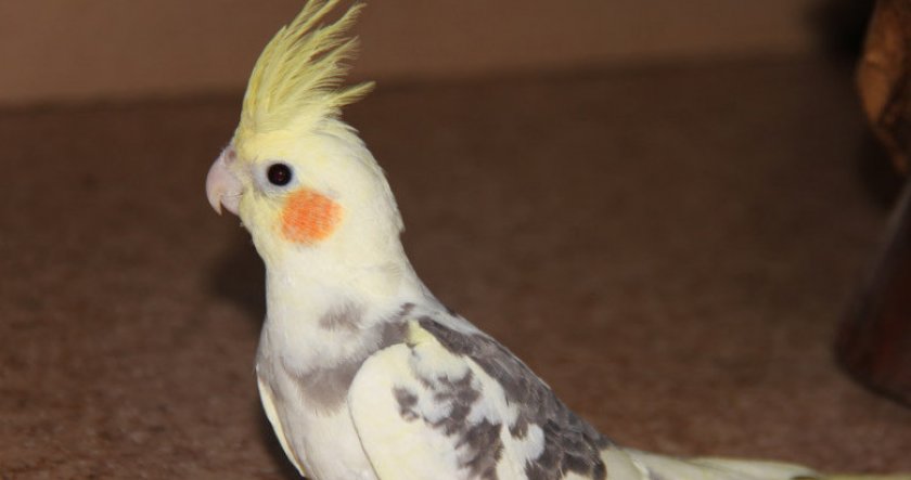 Корелла шеки