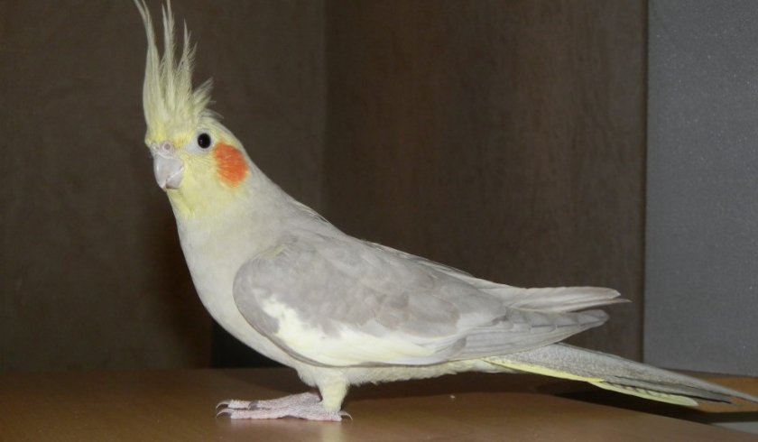 Белокрылый попугай корелла