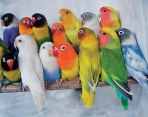 Неразлучники