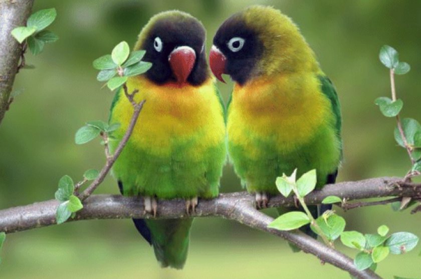 Чернощёкие неразлучники