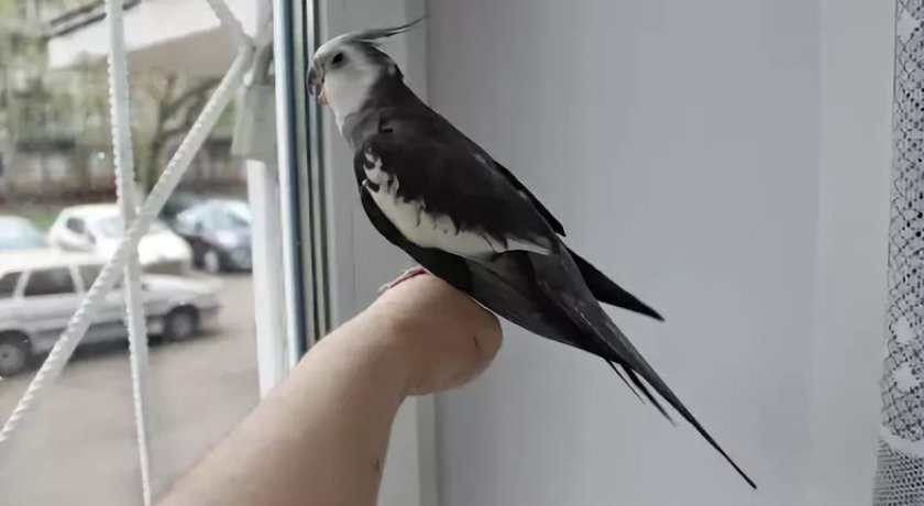 Корелла чёрно-серый