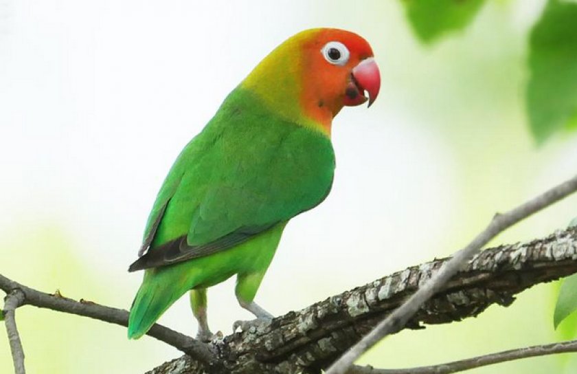 Клубничноголовый неразлучник