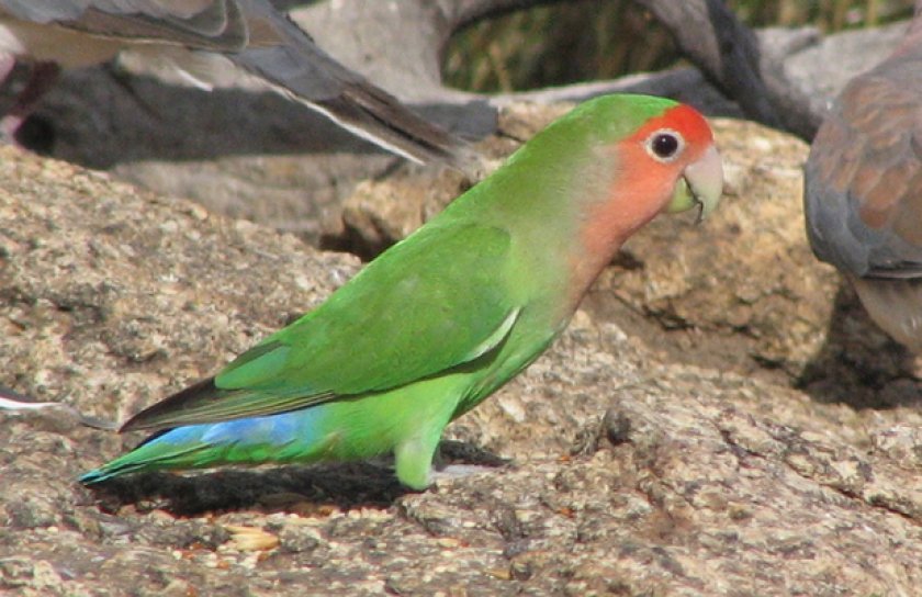 Розовощёкий неразлучник
