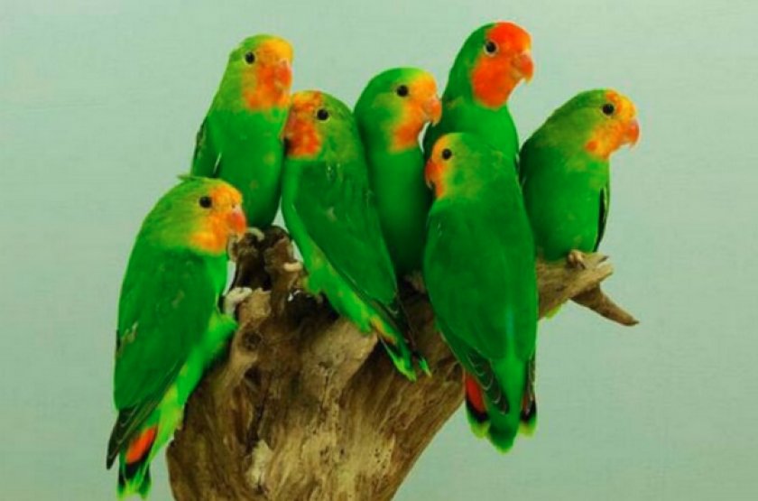 Краснолицые неразлучники