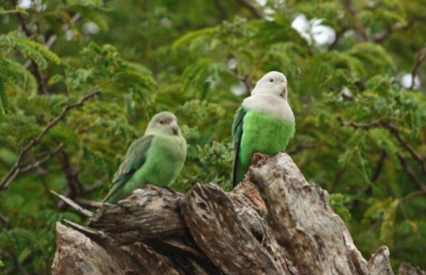 Сероголовые неразлучники