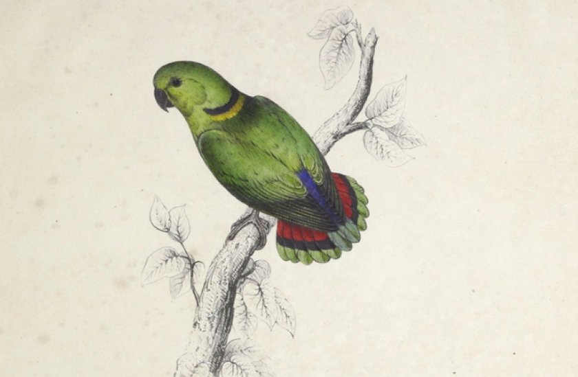 Ошейниковый неразлучник