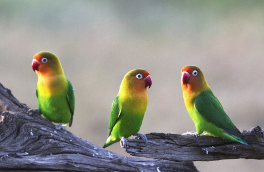 Неразлучники