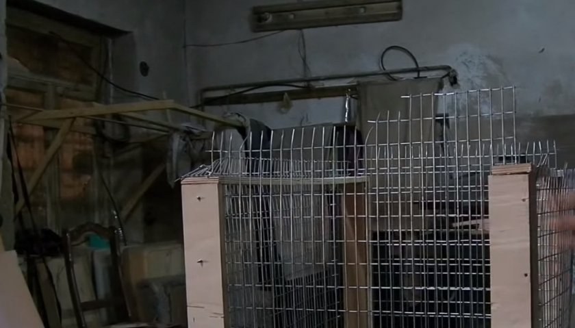 Клетка для кореллы своими руками Клетка для кореллы своими руками