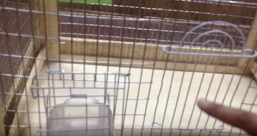 Клетка для кореллы своими руками Клетка для кореллы своими руками