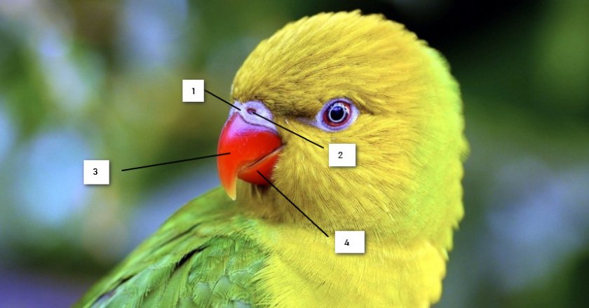 Строение клюва Строение клюва