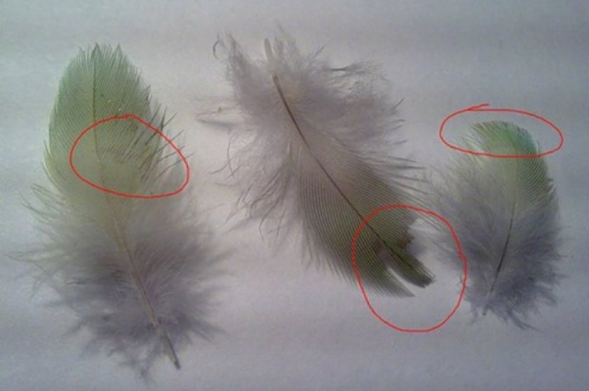 Пухопероеды у попугаев