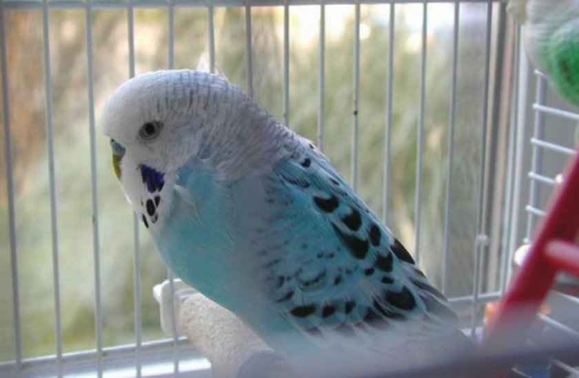 Гельминты у попугая