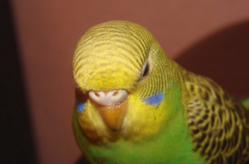 Микоплазмоз у попугая