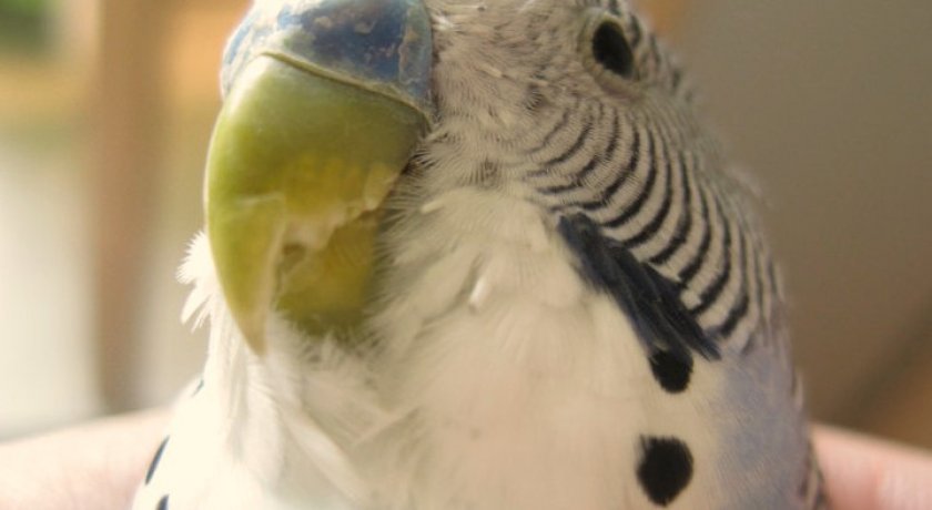 Повреждения рогового слоя клюва Повреждения рогового слоя клюва