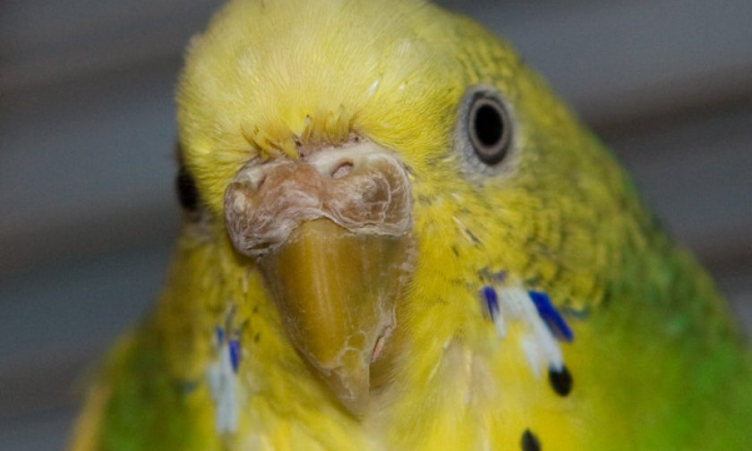 Размягчение клюва у попугая Размягчение клюва у попугая
