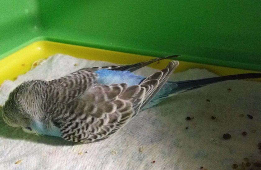 Отравление у попугая