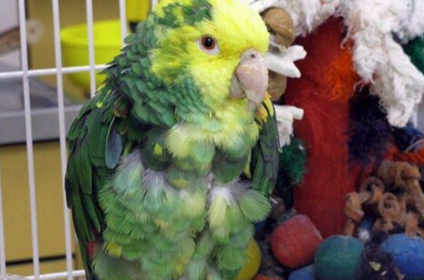 Подагра у попугая