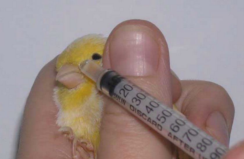 Лечение подагры у попугая Лечение подагры у попугая