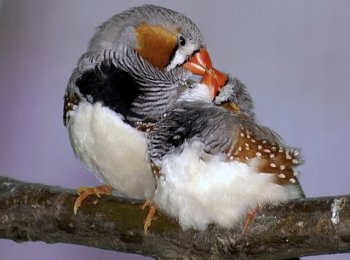 Амадина зебровая в домашних условиях