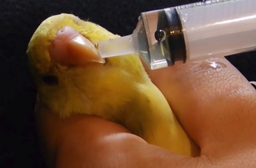 Лечение простуды у попугая