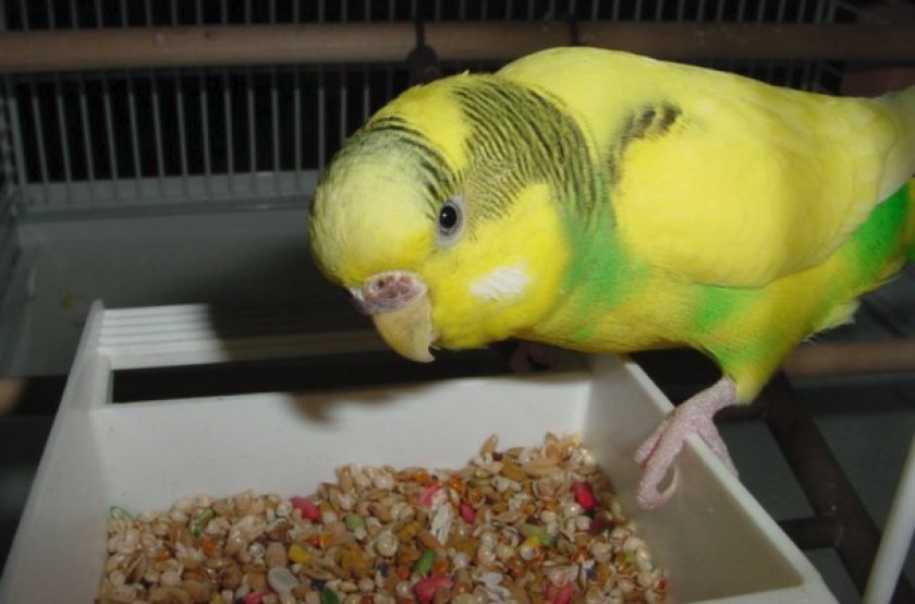 Изменение рациона попугая, как метод профилактики авитаминоза Изменение рациона попугая, как метод профилактики авитаминоза