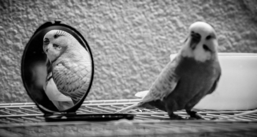 Попугай с зеркалом