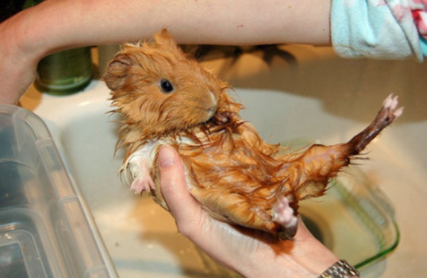 Купание морской свинки Купание морской свинки