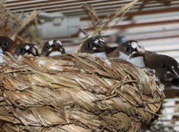 Как сделать гнездо для амадин своими руками