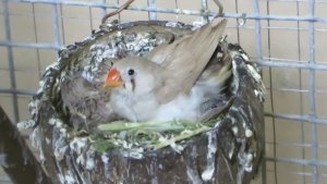 Гнездо для амадин