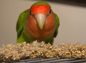 Питание неразлучников